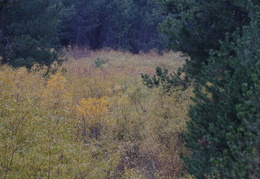 fall colors near Truckee