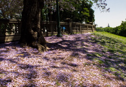 Blue Jacaranda tree