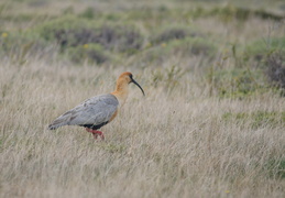 Black-faced Ibis