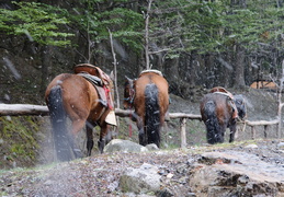 horses in the snow