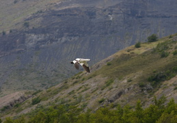 Upland Goose