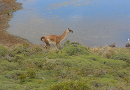 guanaco