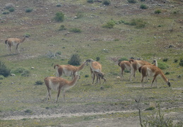 guanacos