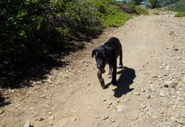 hot dog on the trails