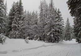 Tahoe Donner cross country ski trails