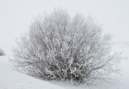 frozen bushes in Idaho