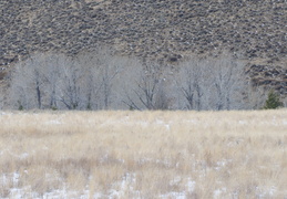 snowy Idaho