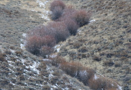 burnt bushes