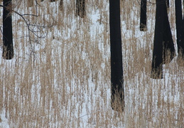 charred trunks in the snow