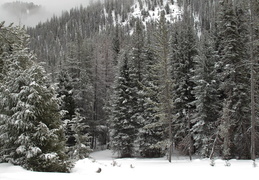 trees in the snow
