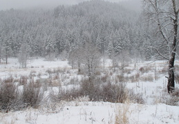 freshly falling snow