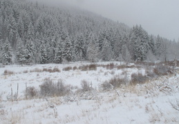 snowy Idaho