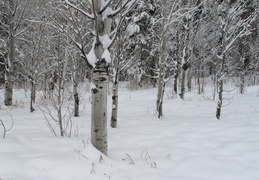 trees in the snow