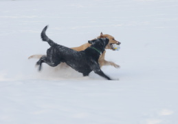 playing ball