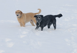 snowy pups