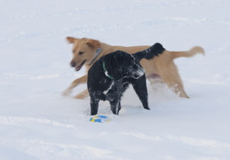 chasing the ball