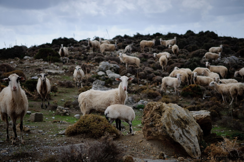 Sheep2010d17c066.jpg