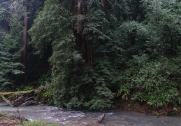 newly-restored creek running through Muir Woods