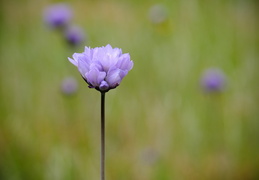 wildflowers