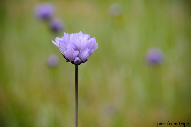 wildflowers2010d11c002.jpg