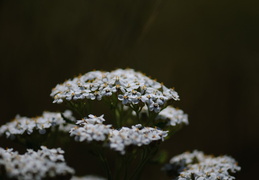 flowerpad