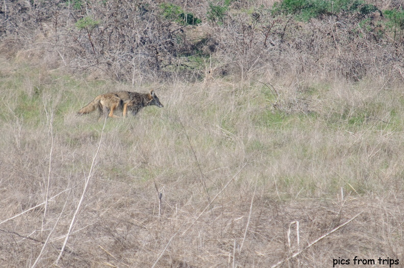 coyote2010d01c043.jpg