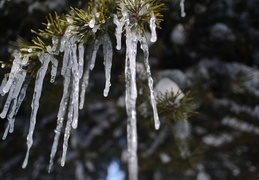 icicles