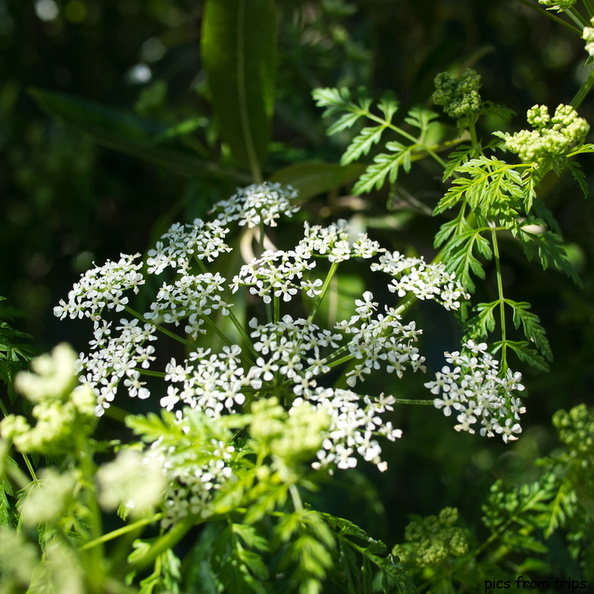 flowers2011d18c007.jpg