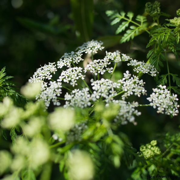 flowers2011d18c009.jpg