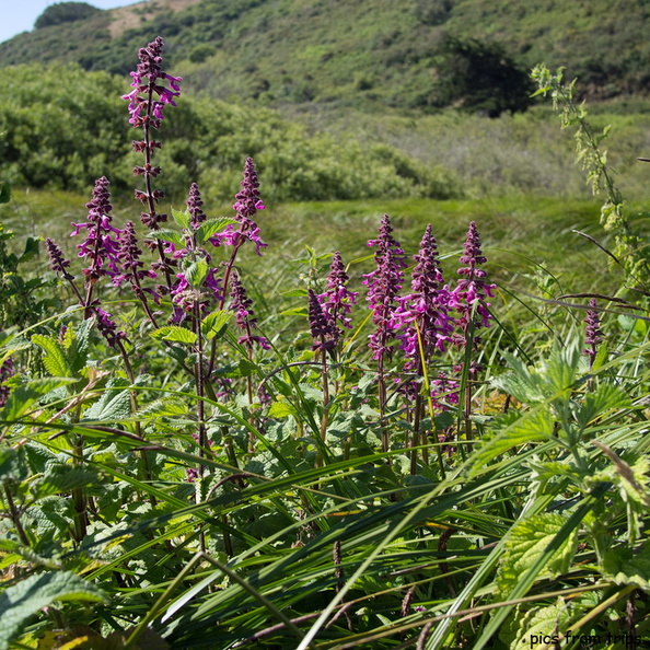 flowers2011d18c010.jpg