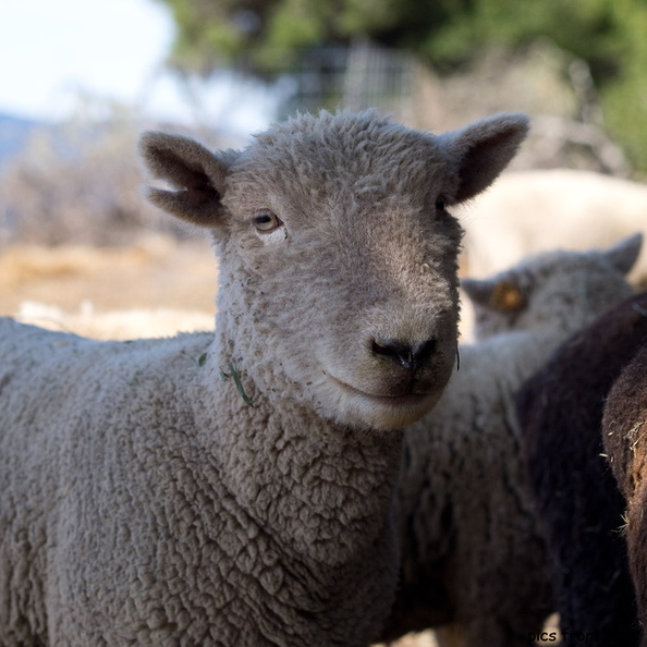 sheep2011d26c072.jpg