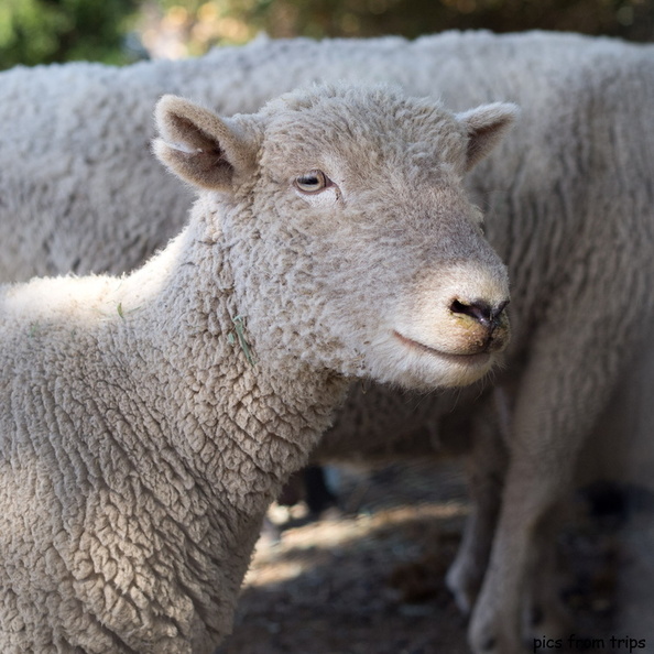 sheep2011d26c076.jpg