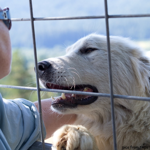 sheepdog2011d26c081.jpg