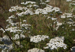 wildflowers2011d18c004