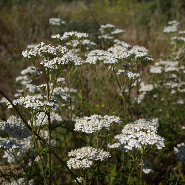 wildflowers2011d18c004.jpg