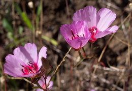 wildflowers2011d18c026