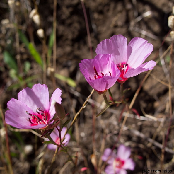 wildflowers2011d18c026.jpg