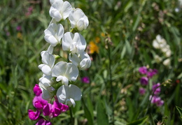 wildflowers2011d18c028