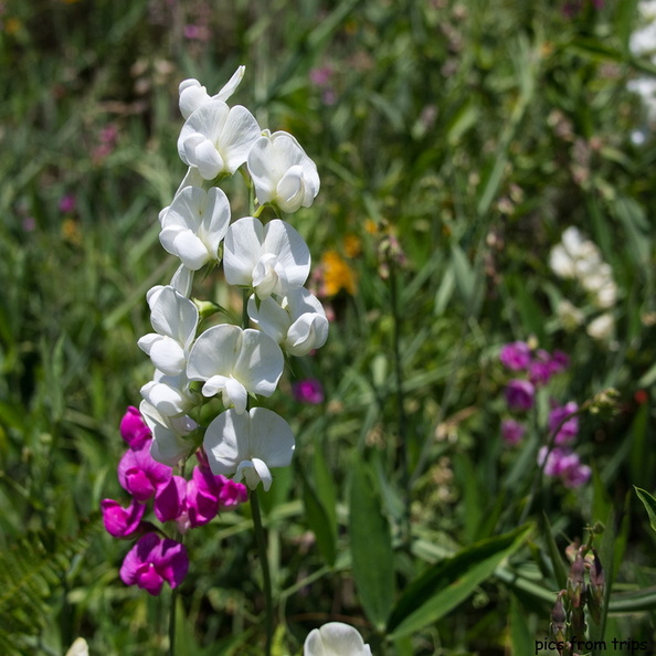 wildflowers2011d18c028.jpg