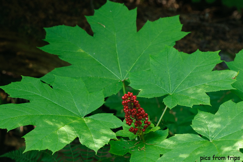 berries2011d24c066.jpg