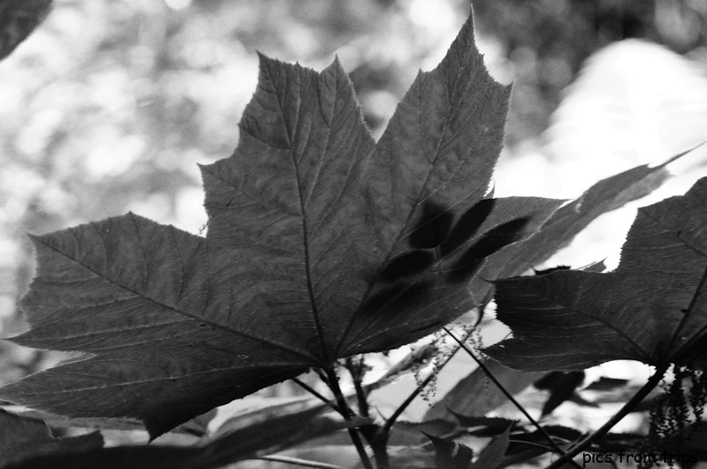 leaves2011d24c085-Edit.jpg