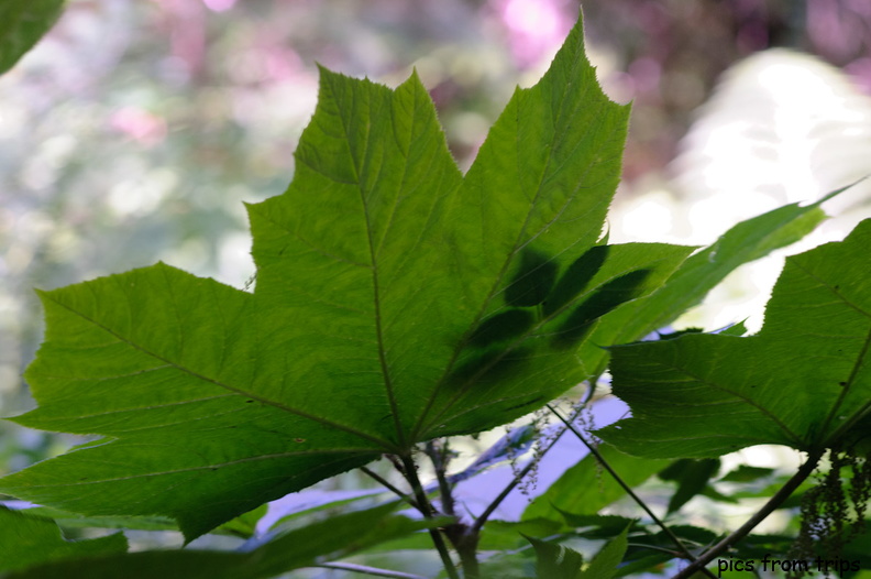 leaves2011d24c085.jpg