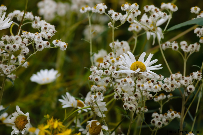 wildflowers2011d24c022.jpg