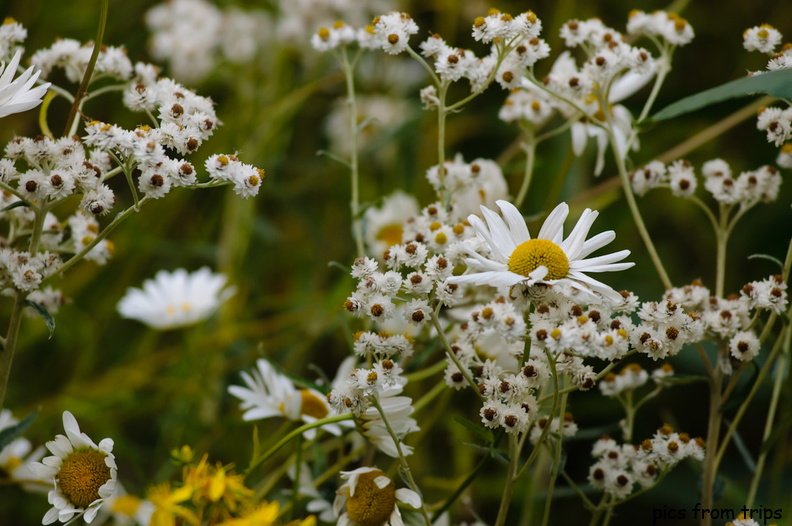 wildflowers2011d24c022.jpg