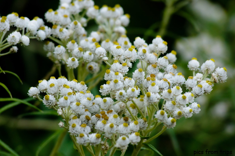 wildflowers2011d24c033.jpg