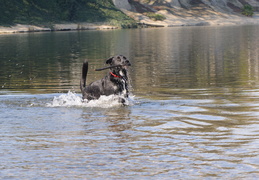 retrieving