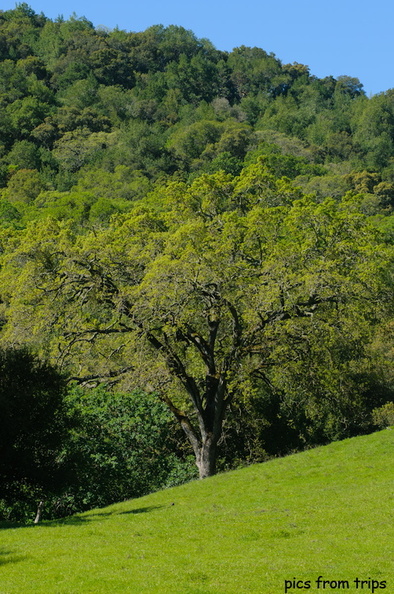 greenery2011d11c008.jpg