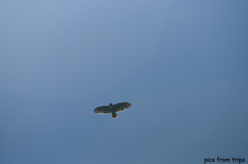 hawk2011d11c031.jpg