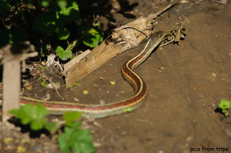 snakes2011d11c004.jpg