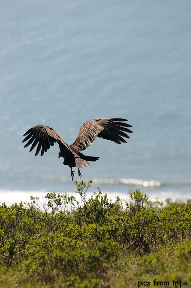 vulture2011d07c010.jpg